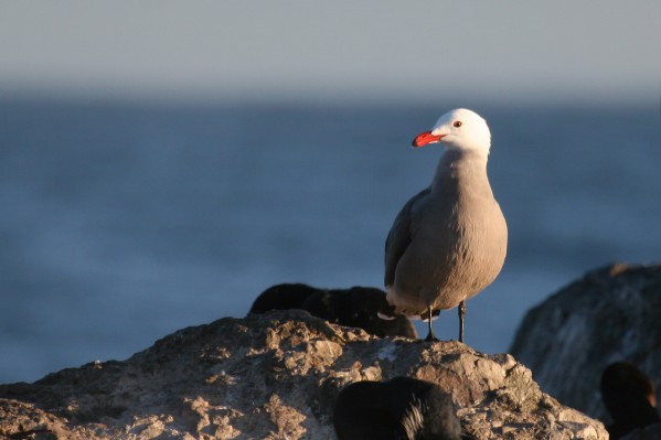 Heermann's Gull